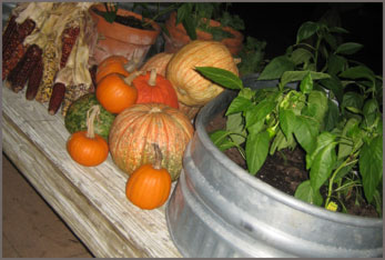 Pumpkins and Basil